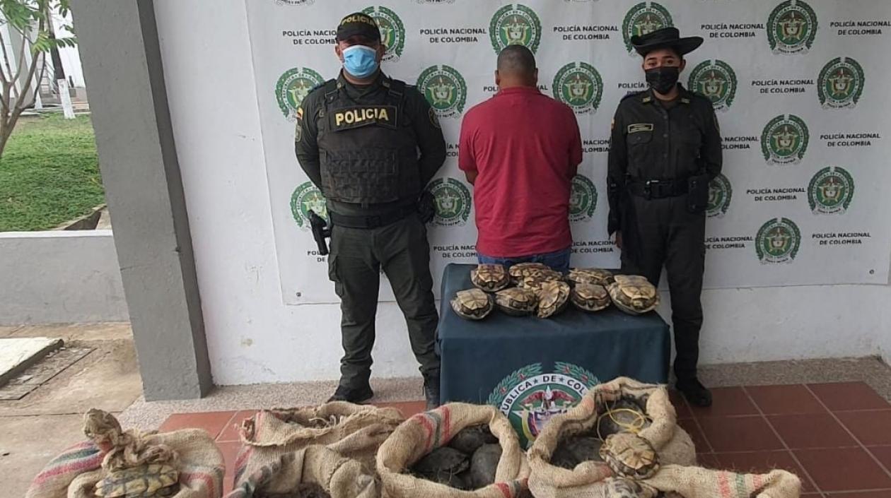 Hicoteas incautadas en Bolívar