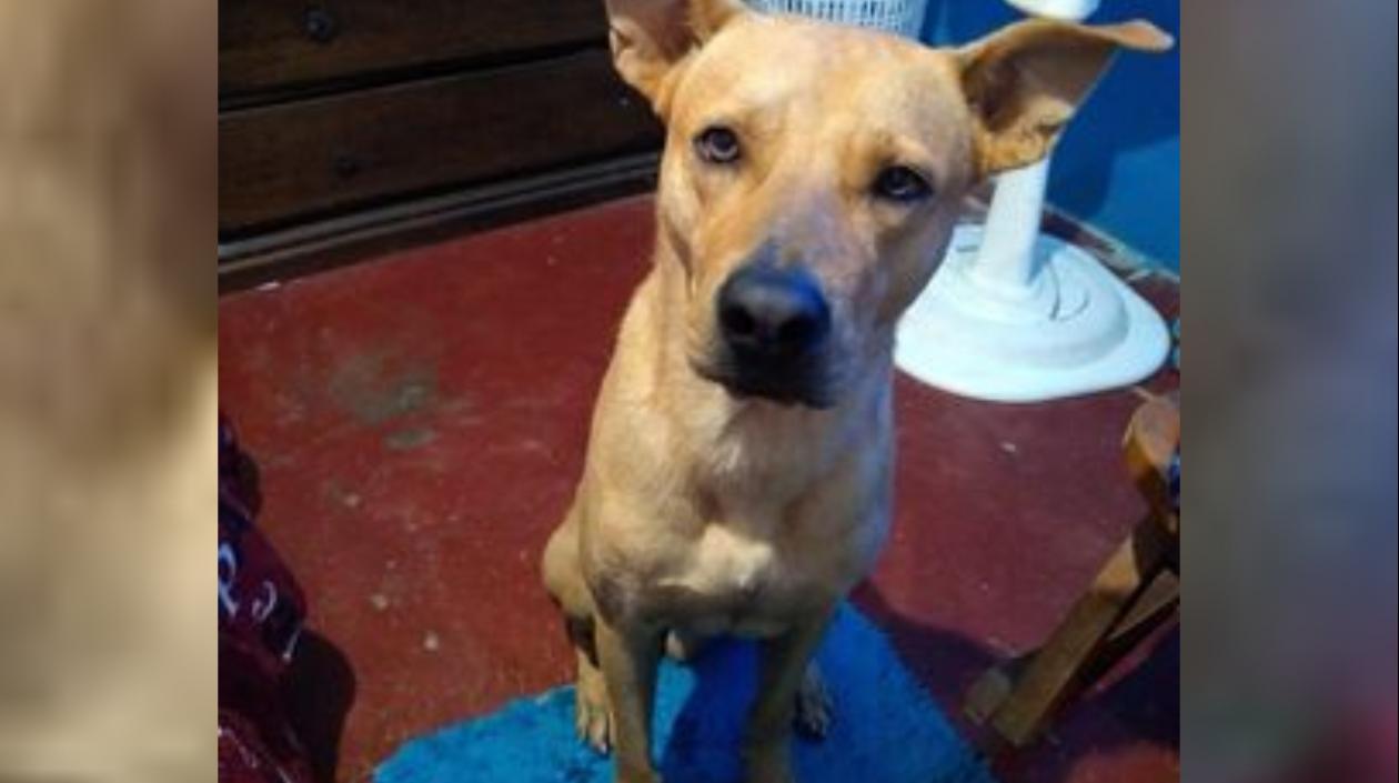 'Cyborg' se extravió en el barrio Las Colonias en Soledad.