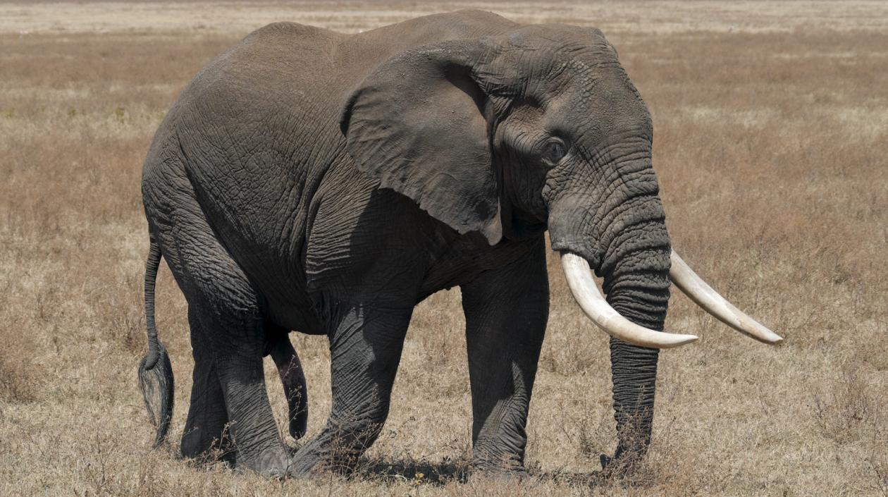 Imagen de referencia.