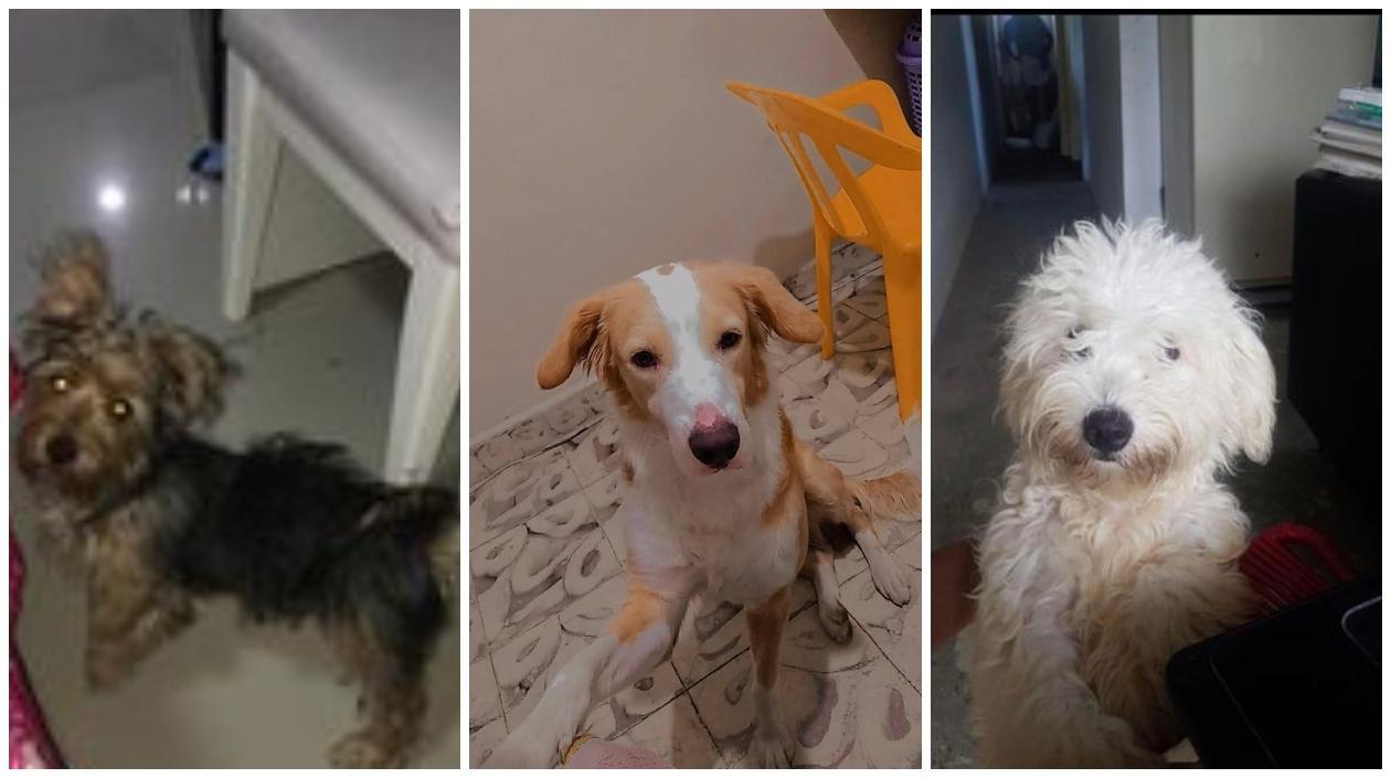 Las mascotas ‘Tommy’, ‘Ares’ y ‘Nieve’.