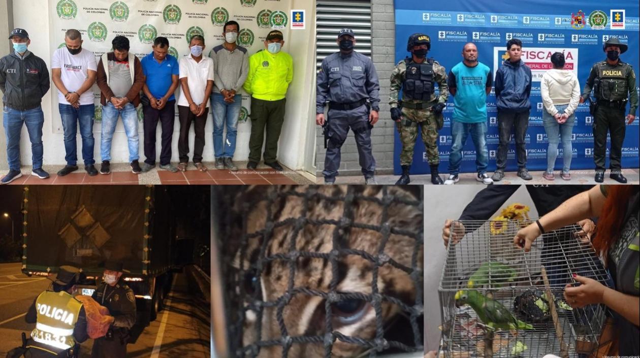 Parte de los capturados y de los animales.