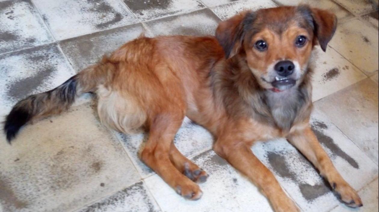 Buscan a ‘Basukito’