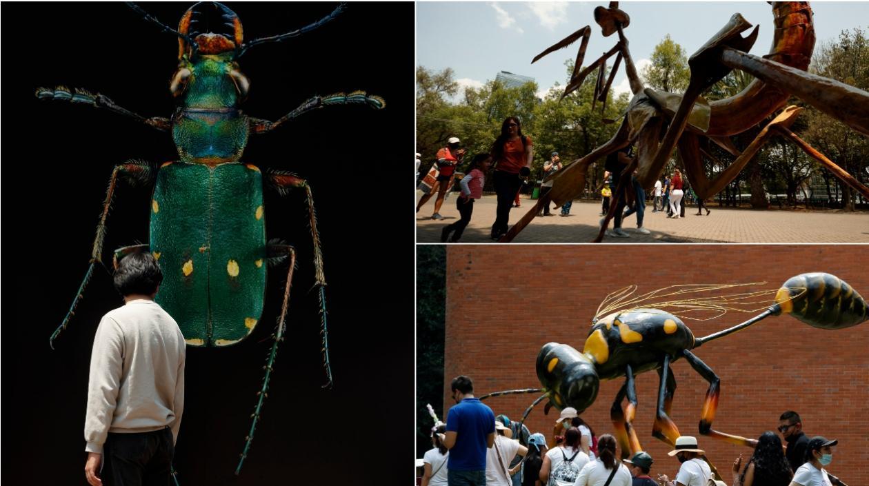 Visitantes observan la muestra expuesta en el marco del Festival Insecta que se celebra en el Bosque de Chapultepec, en Ciudad de México.
