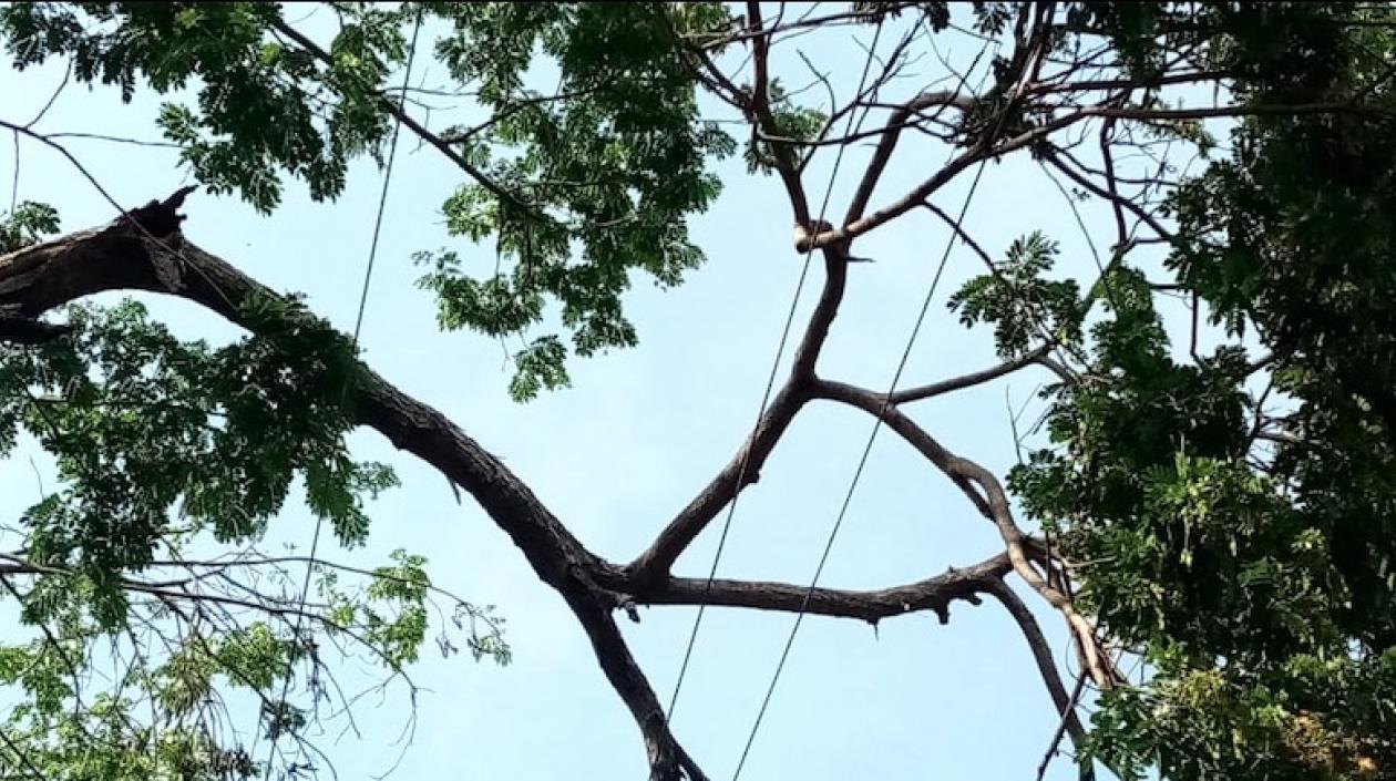 Árboles caídos sobre las redes de energía.