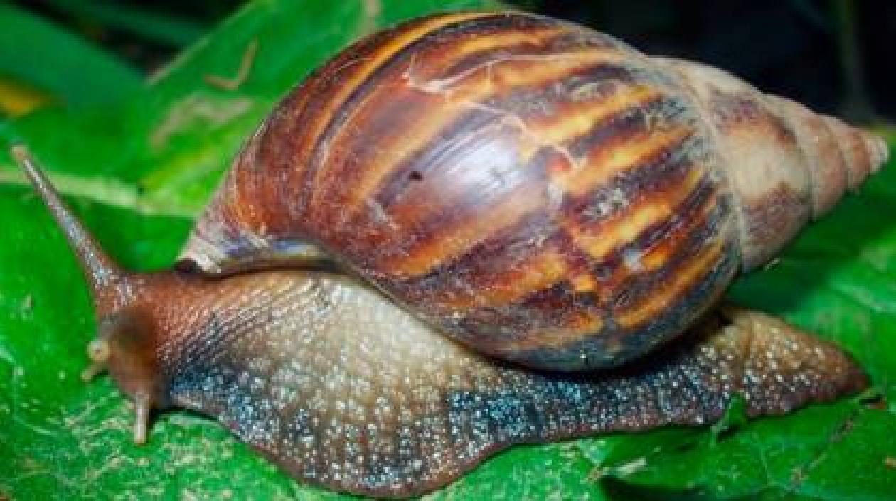 Identificación del caracol gigante africano.