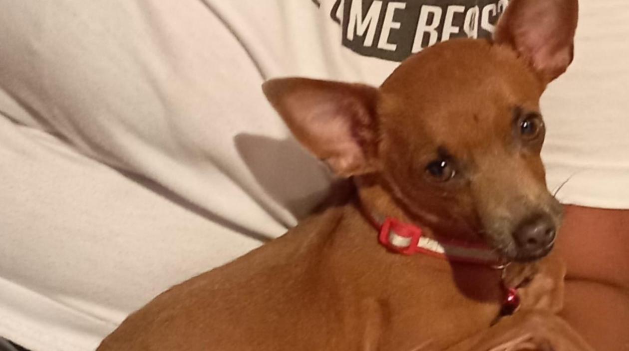 'Flaco', mascota extraviada en el barrio La Manga.