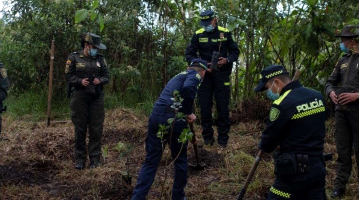 A la fecha se ha reportado la siembra de 118.862.770 árboles, en todos los departamentos del país.