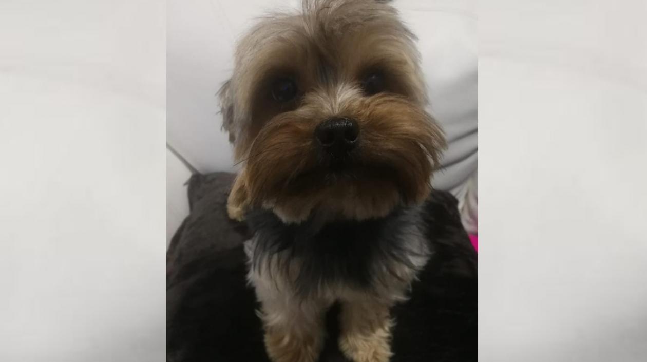 'Logan', mascota extraviada en Los Nogales.