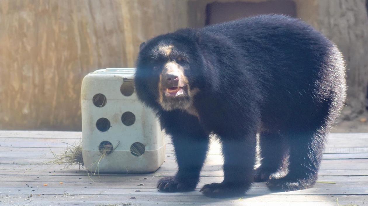 Tercer oso de anteojos en el Zoológico de Barranquilla