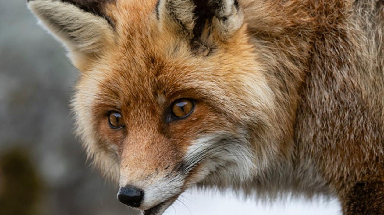 Foto de referencia de un zorro salvaje.