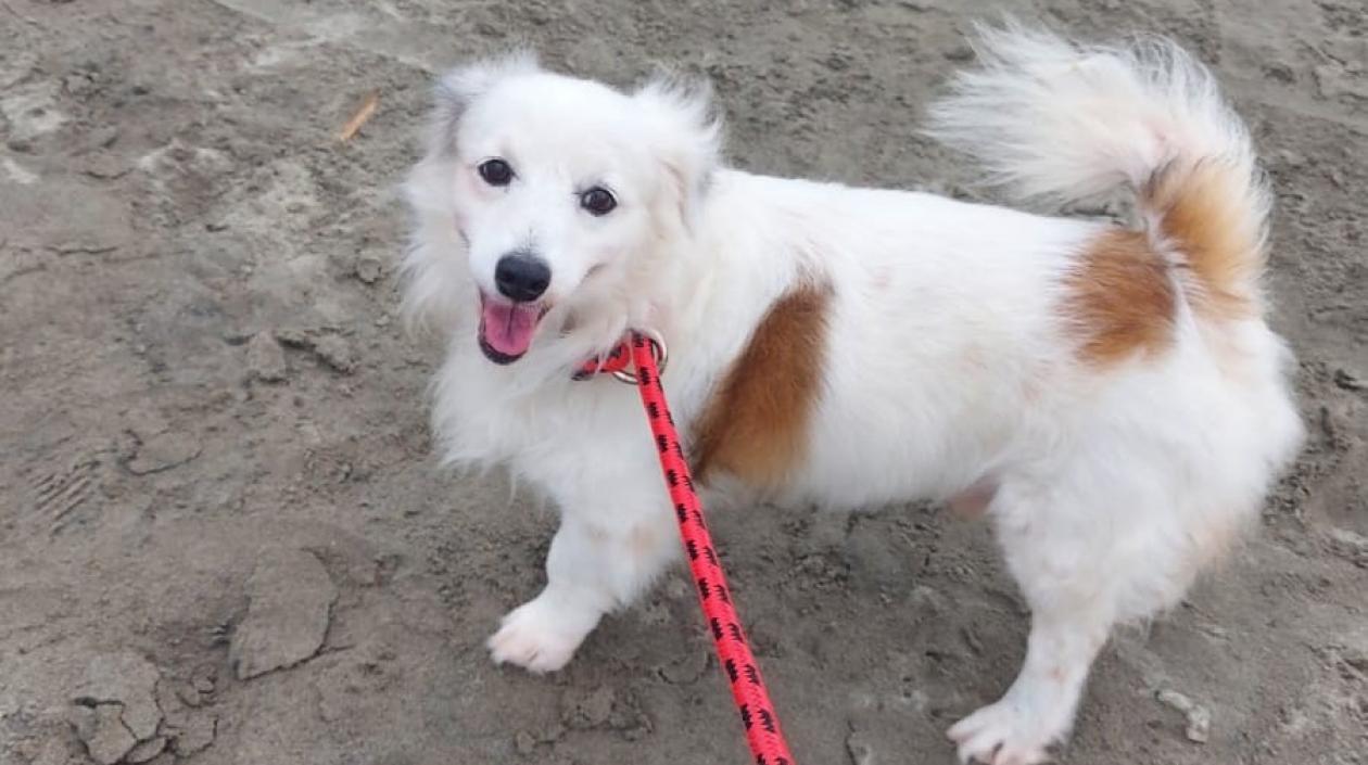 Perro extraviado en Los Girasoles de Barranquilla.