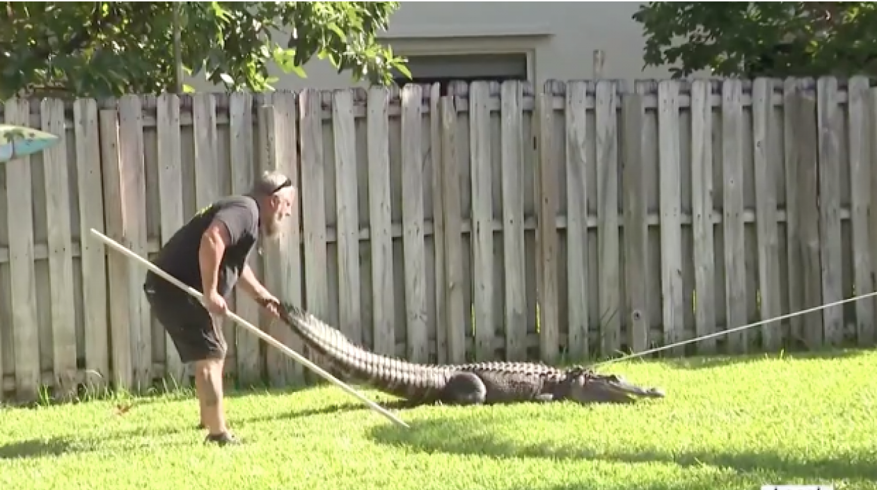 Momento en el que atrapan al caimán.