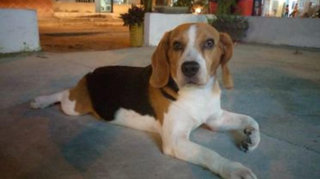 'Ronaldo', mascota extraviada por Los Cusules.