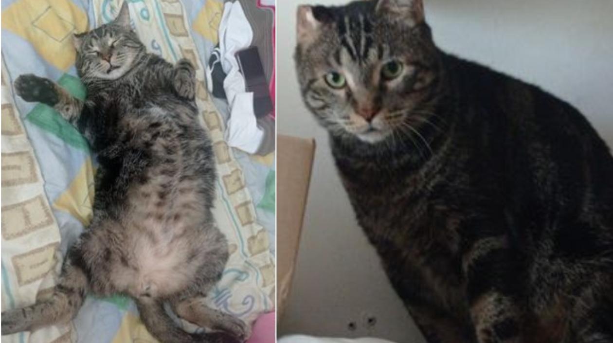 Kall', gato extraviado.