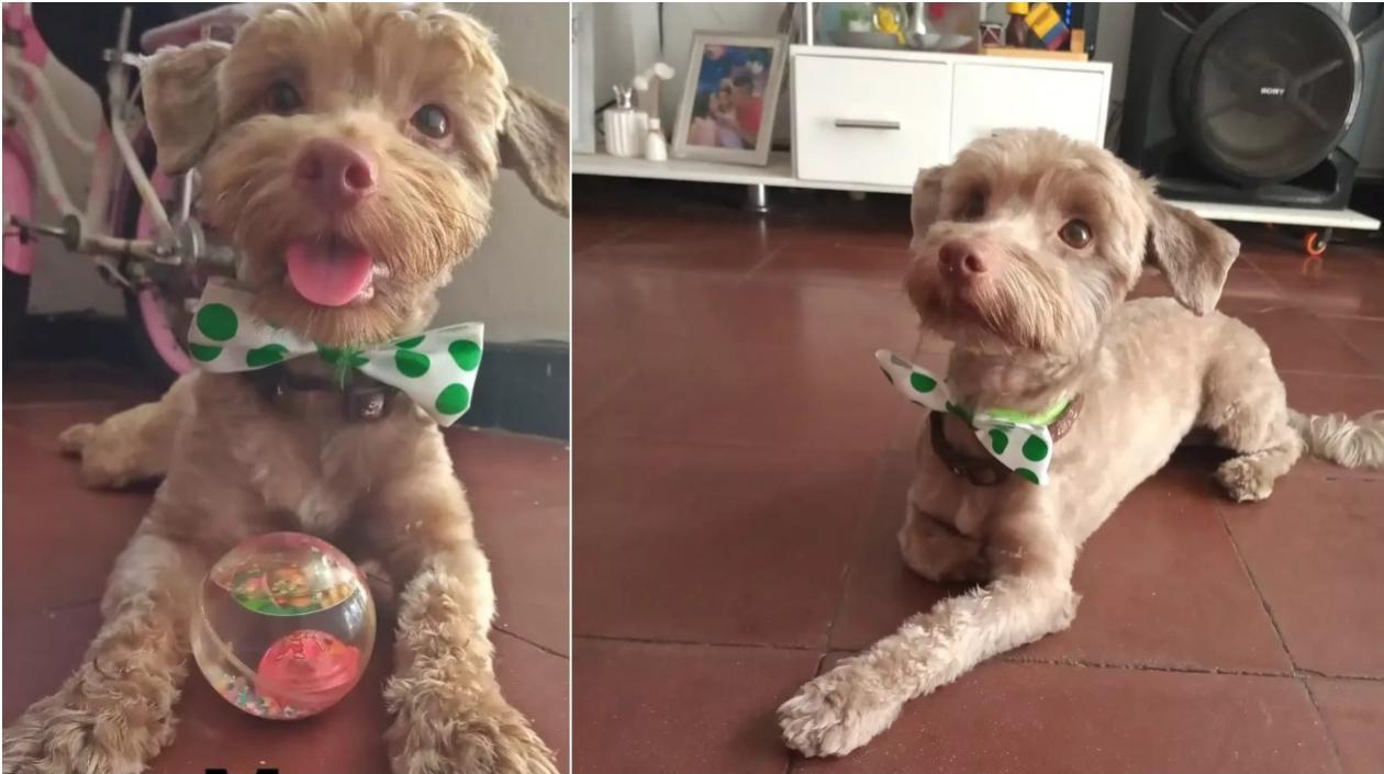 'Max' se perdió en el barrio La Victoria.