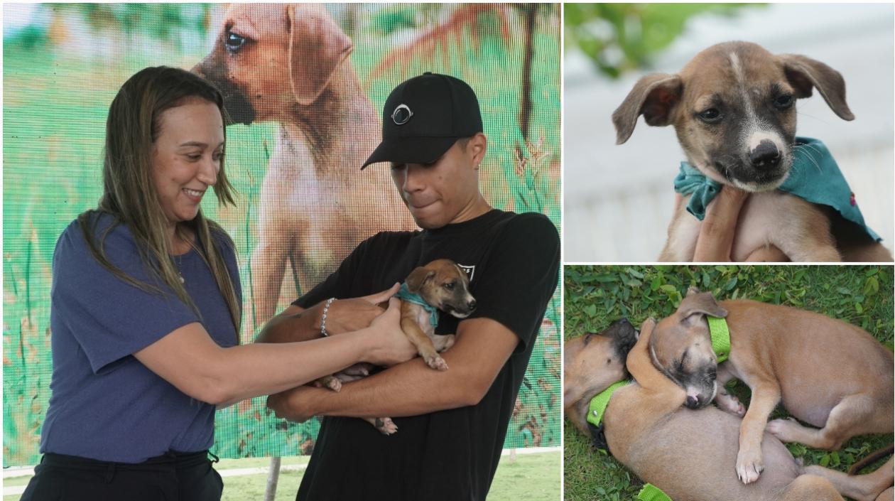 Distrito lanza la campaña 'Adoptar es salvar'.