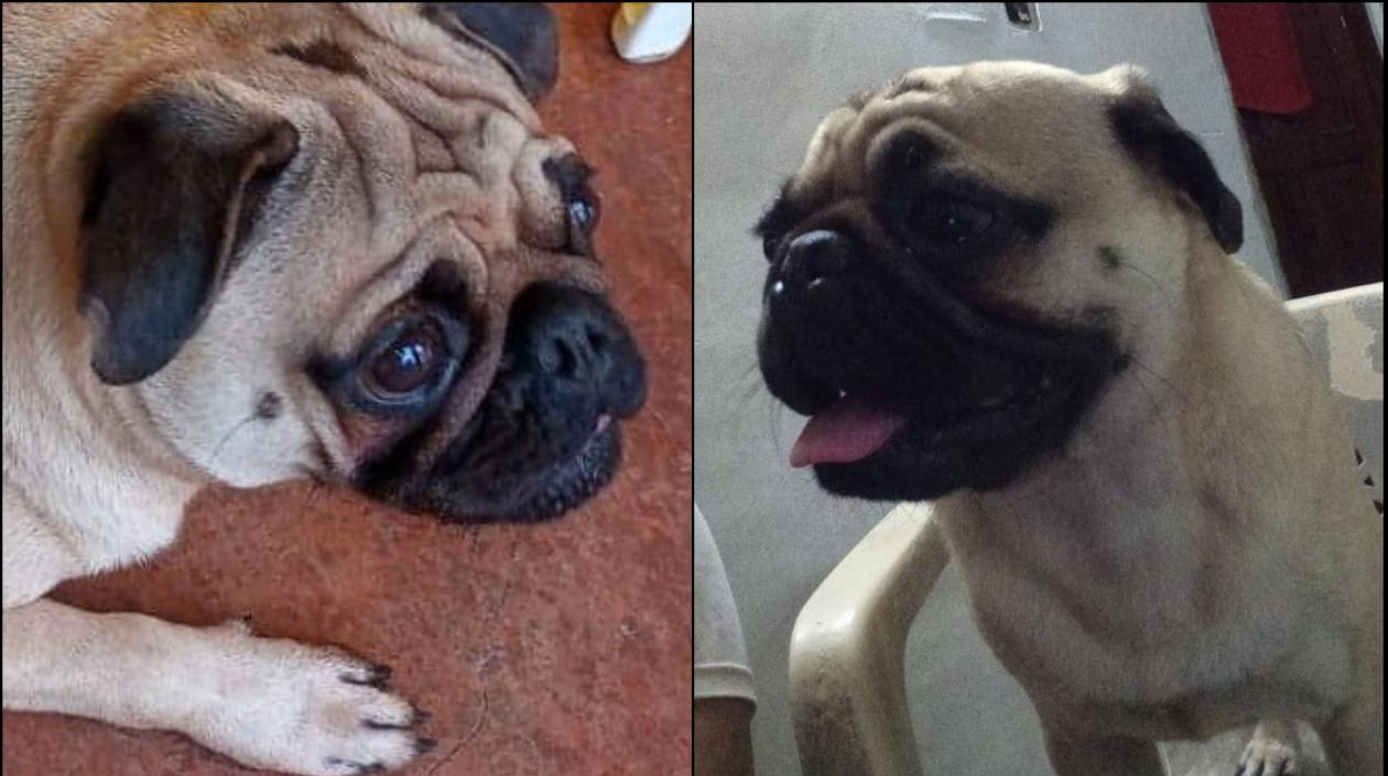 'Rolig', un pug de 2 años se perdió en el barrio Las Moras.