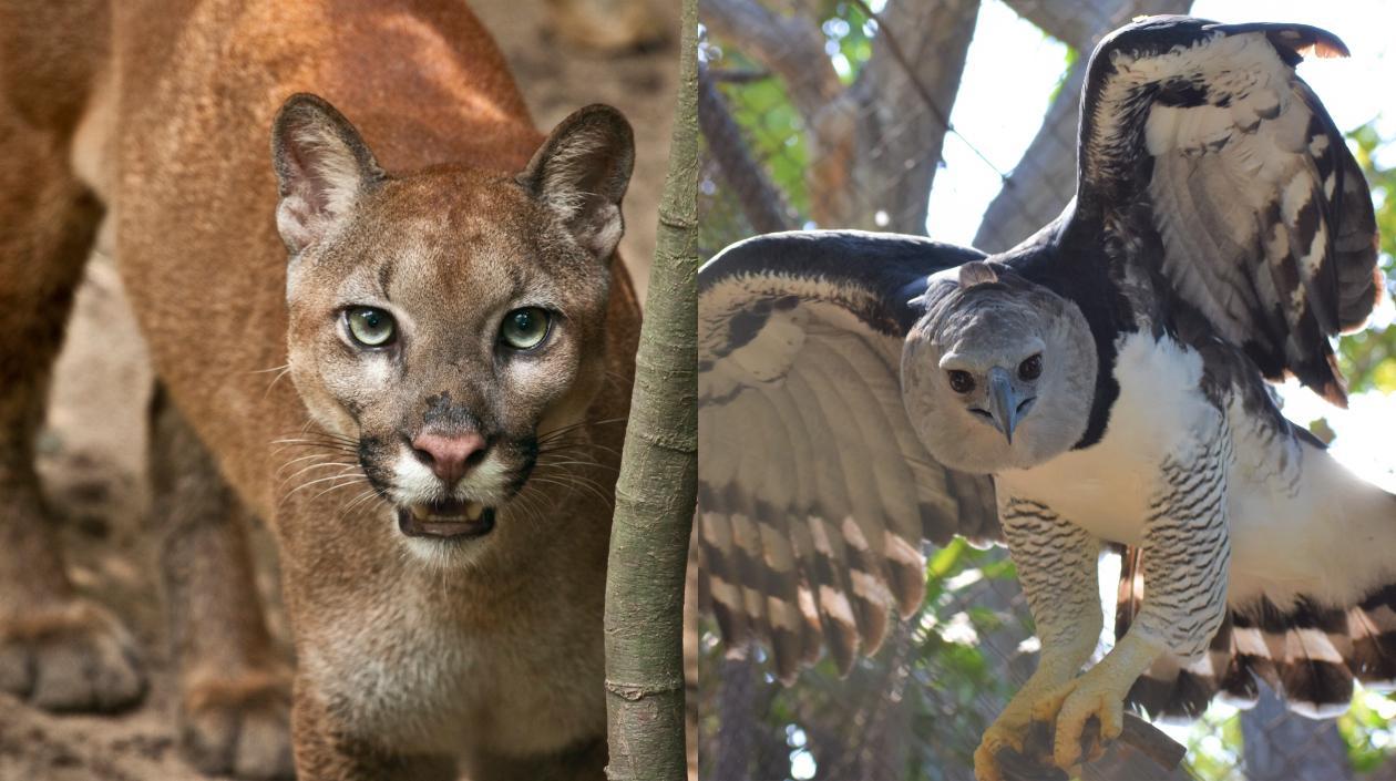 El puma y el águila harpía