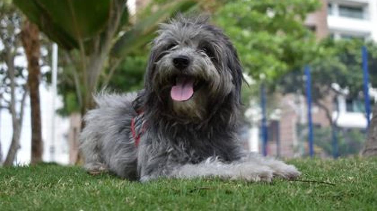 'Apolo', mascota perdida. 