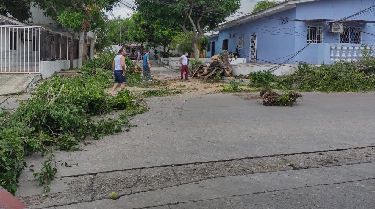 La vía bloqueada por la caída del árbol. 