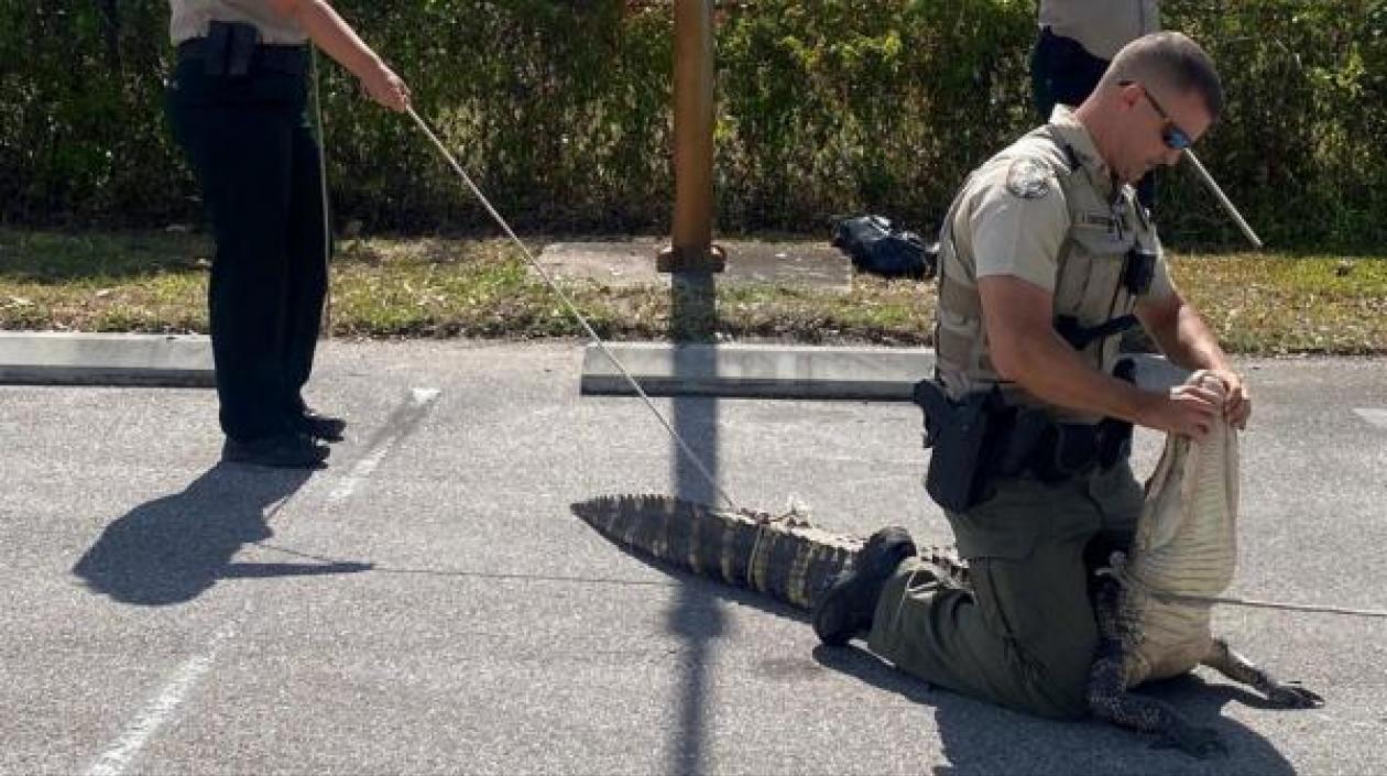 Caimán aprehendido.