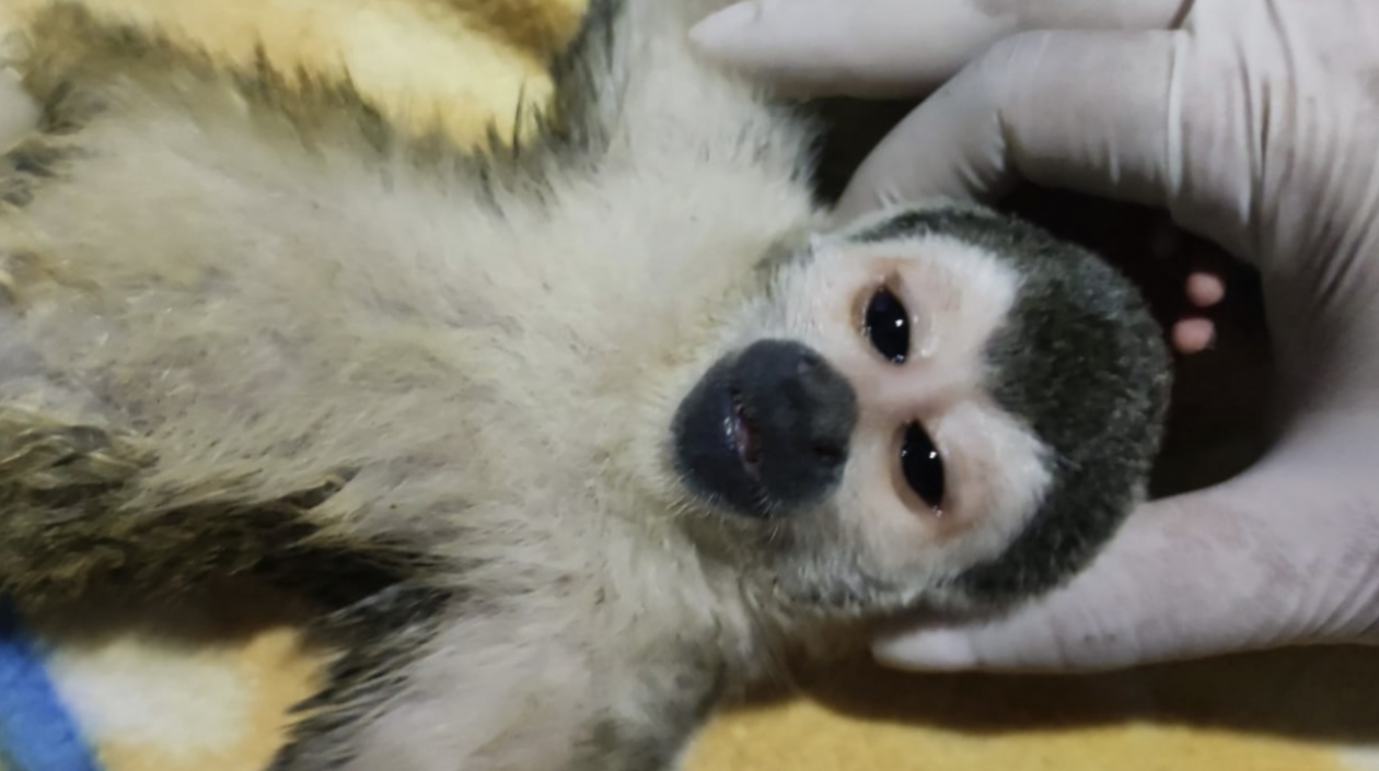 El animal fue recuperado para su atención integral.