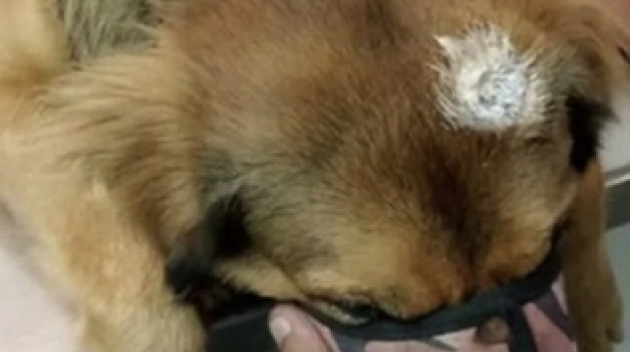 Rocco, el perro al que le dispararon en la cabeza. 