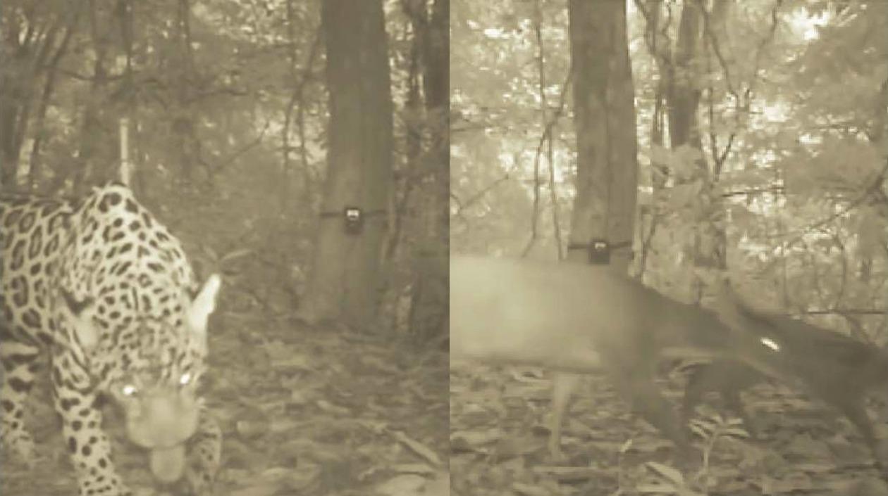 Jaguar y otros animales en el Parque Tayrona. 