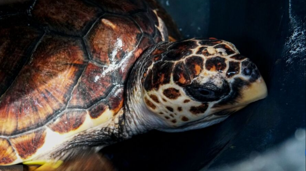 Tortugas Marinas en Colombia.