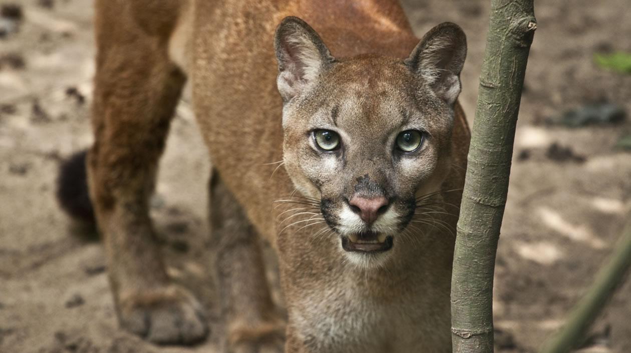 El puma del Zoológico de Barranquilla