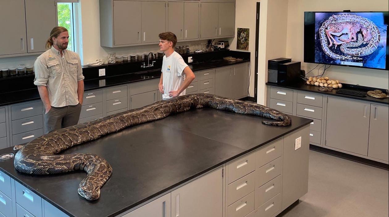 Atrapan serpiente pitón de 5.5 metros de largo