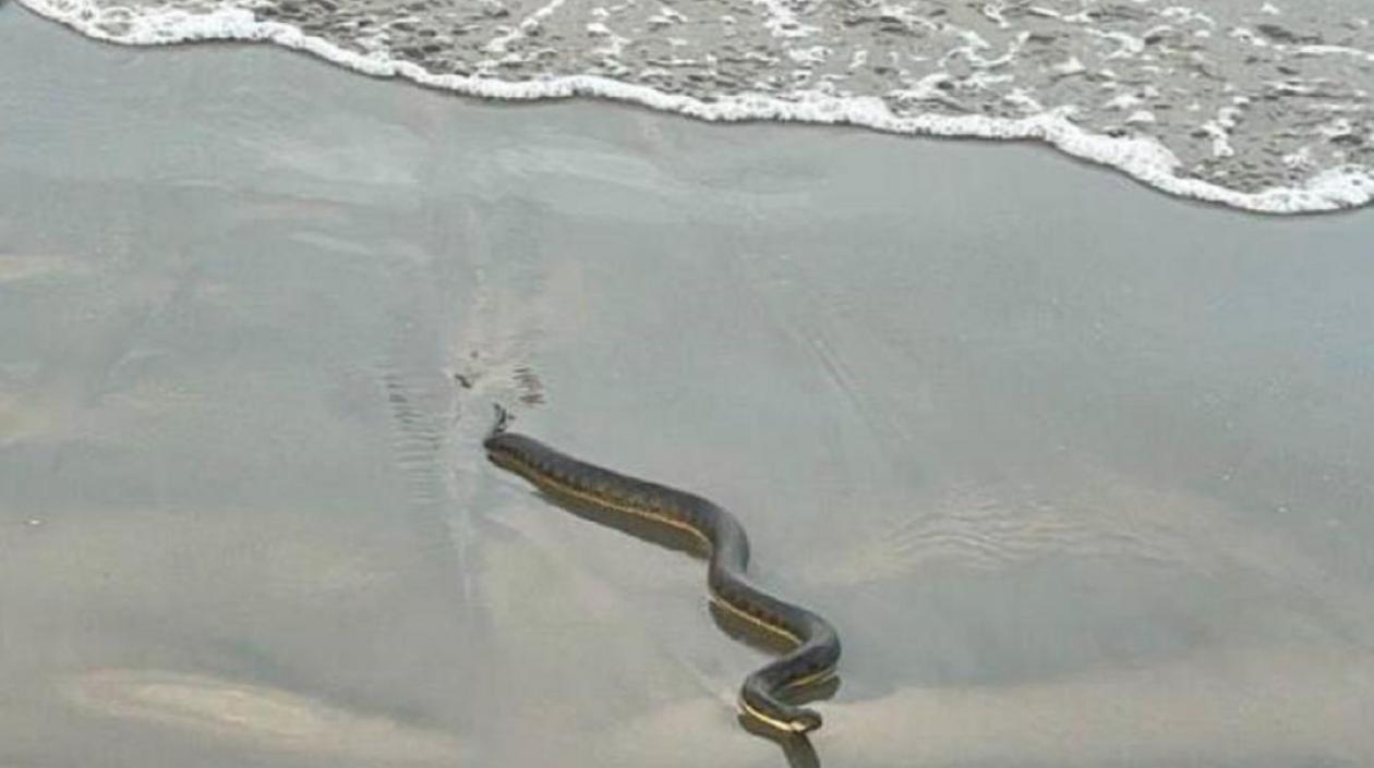 Imagen de referencia.