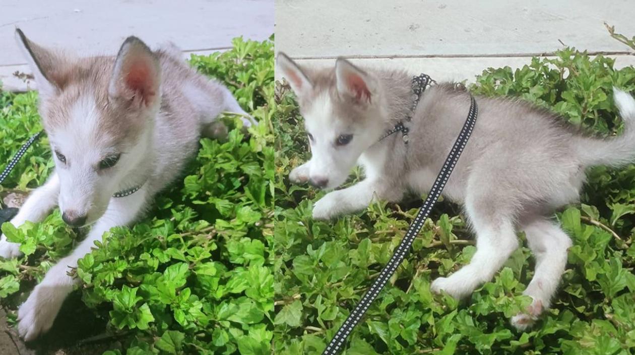 Este es Dominic, el perro siberiano que es buscado por su familia.