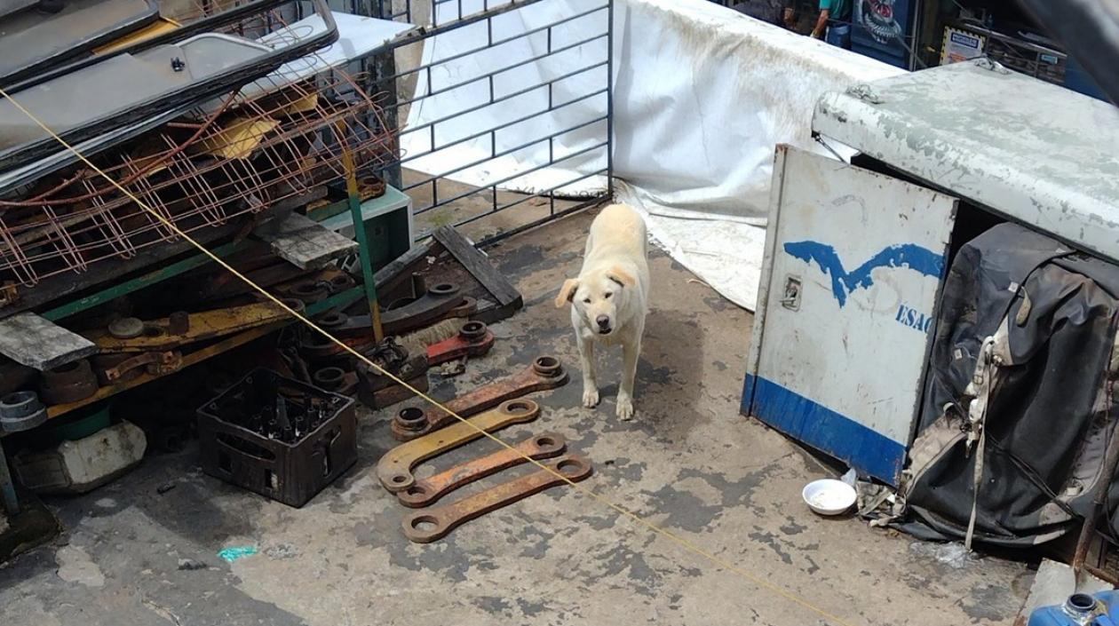 Los vecinos del barrio San Cristóbal de Bogotá denunciaron este caso de abandono.