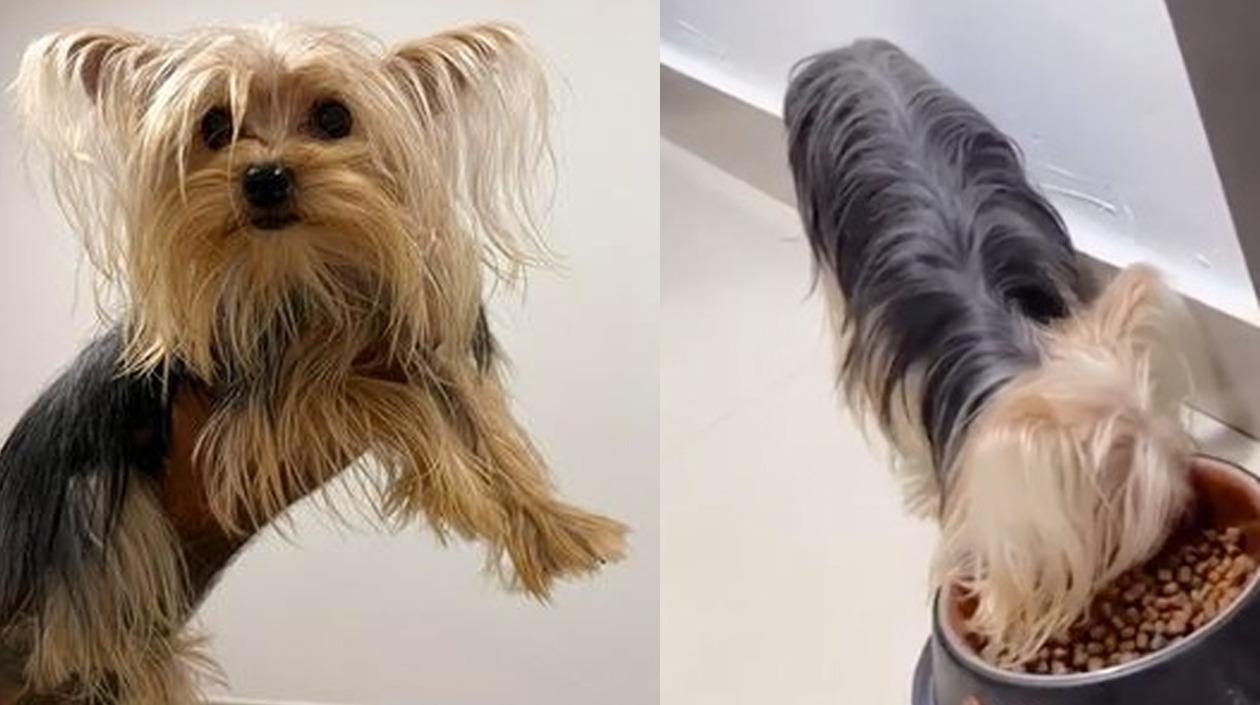 Yorkshire terrier hallada en Ciudad Jardín.