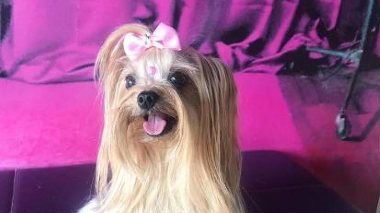 ‘Milly’ fue extraviada en el barrio Santuario. 