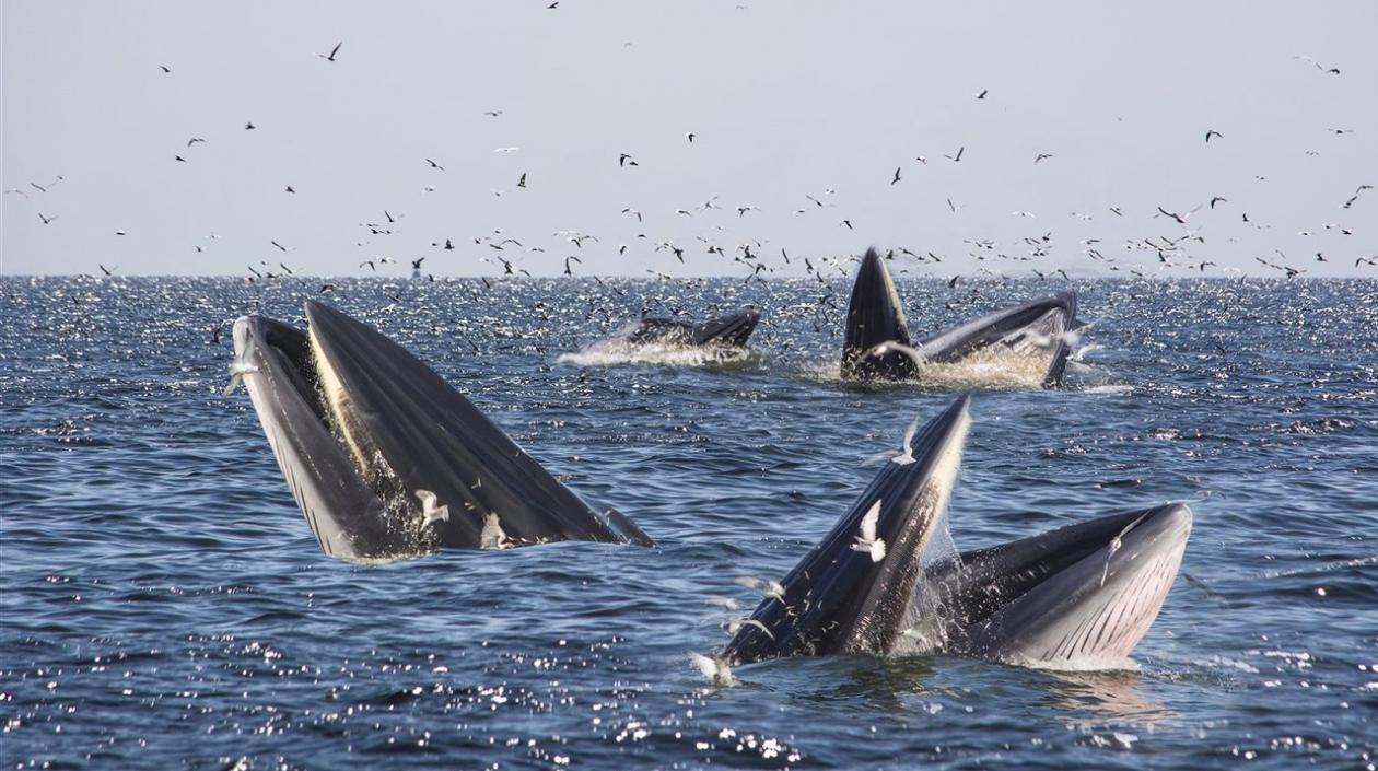 Ballenas rorcuales. 