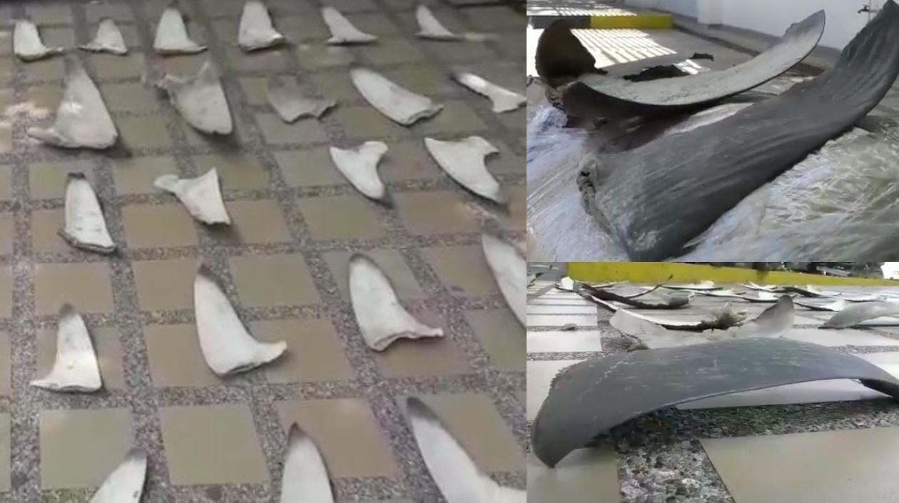 Algunas de las 450 aletas