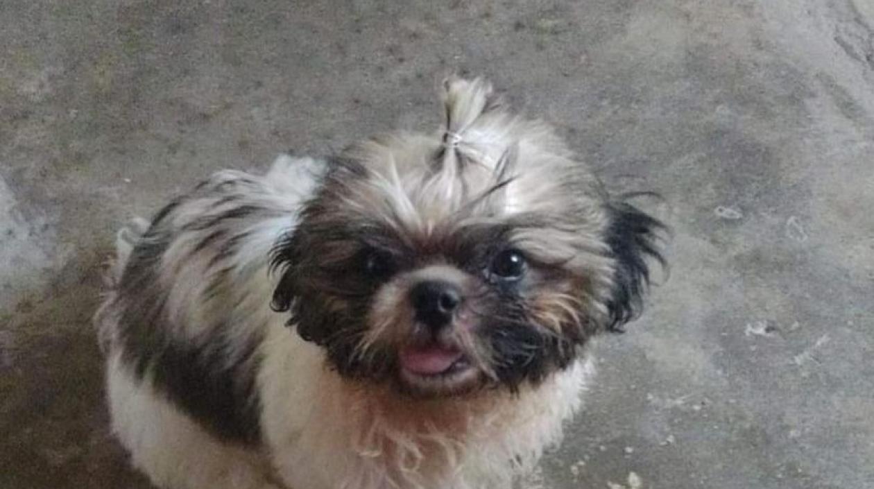 El cachorro de 6 meses está perdido desde el 4 de julio.