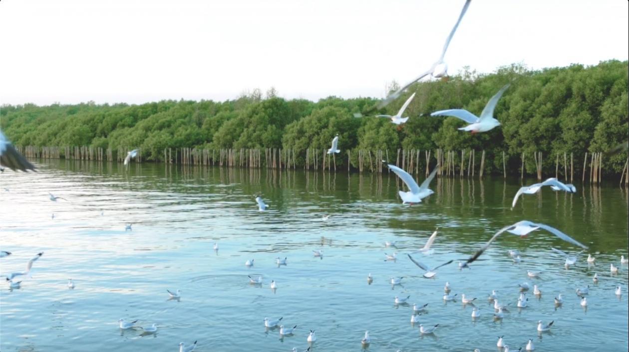 Ciénaga de Mallorquín, modelo de biodiverciudad.