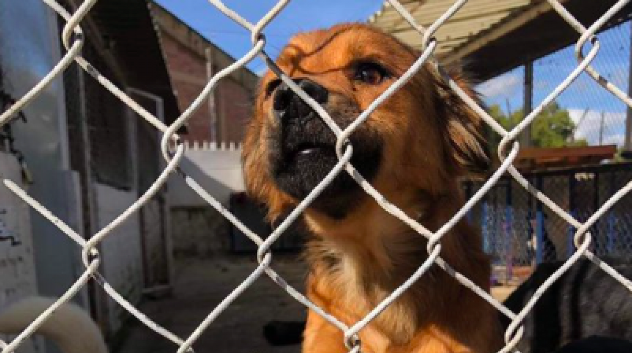 Foto referencia sobre maltrato animal.