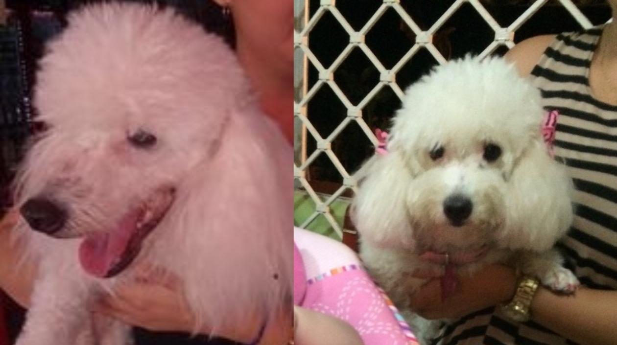 Lana, desapareció el pasado domingo en Ciudad Jardín. 