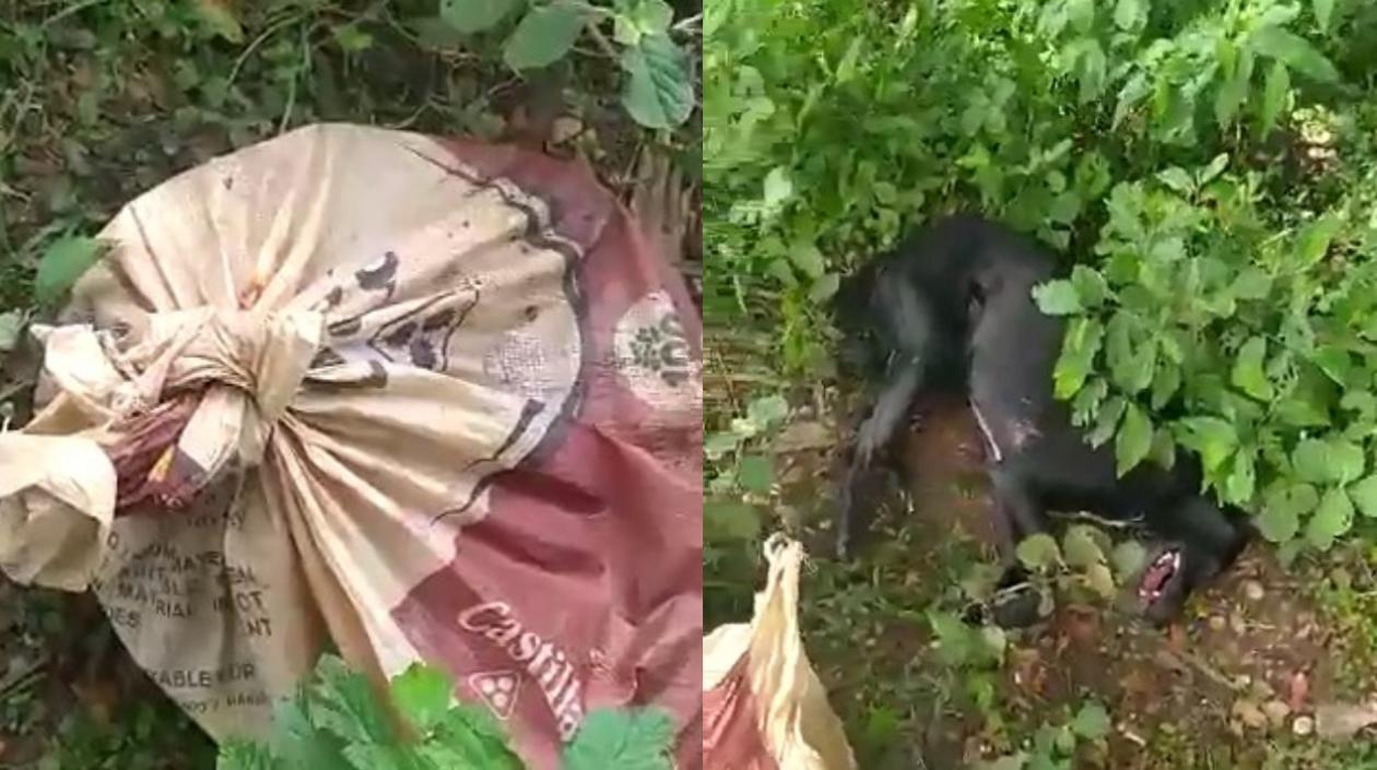 Perro vivo dentro de un saco en el sur del Atlántico.