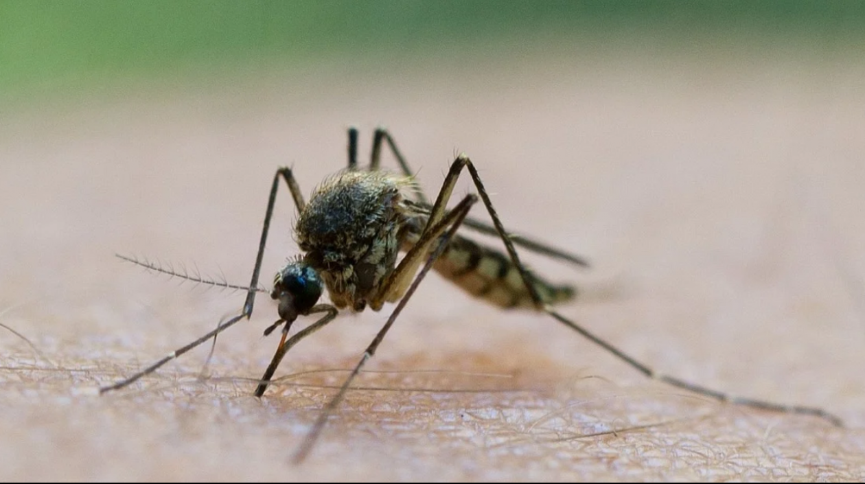 Imagen de referencia.