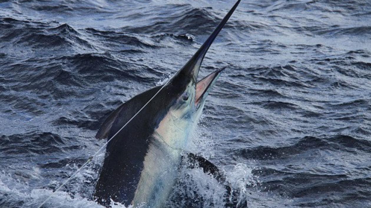 Imagen de referencia.