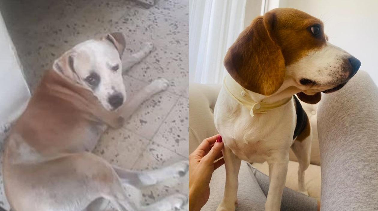 ´Rocky´ y a ´Rose´ los esperan en casa.