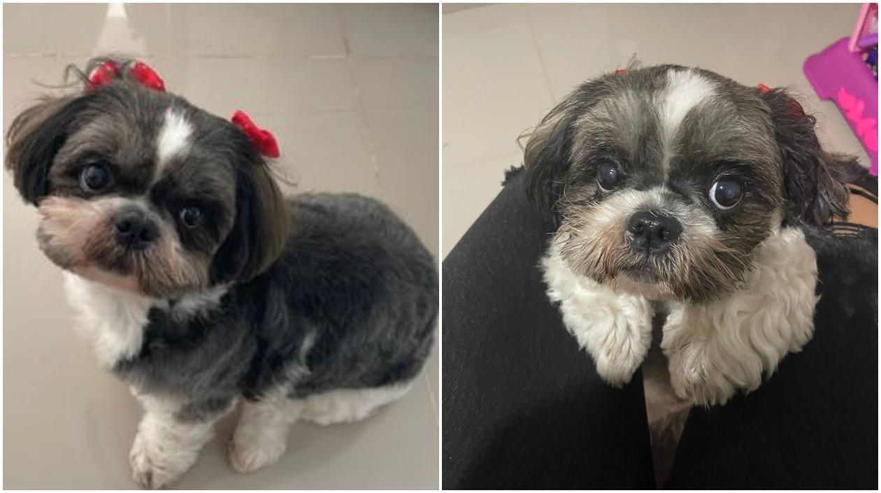 'Pam Pam', mascota perdida. 