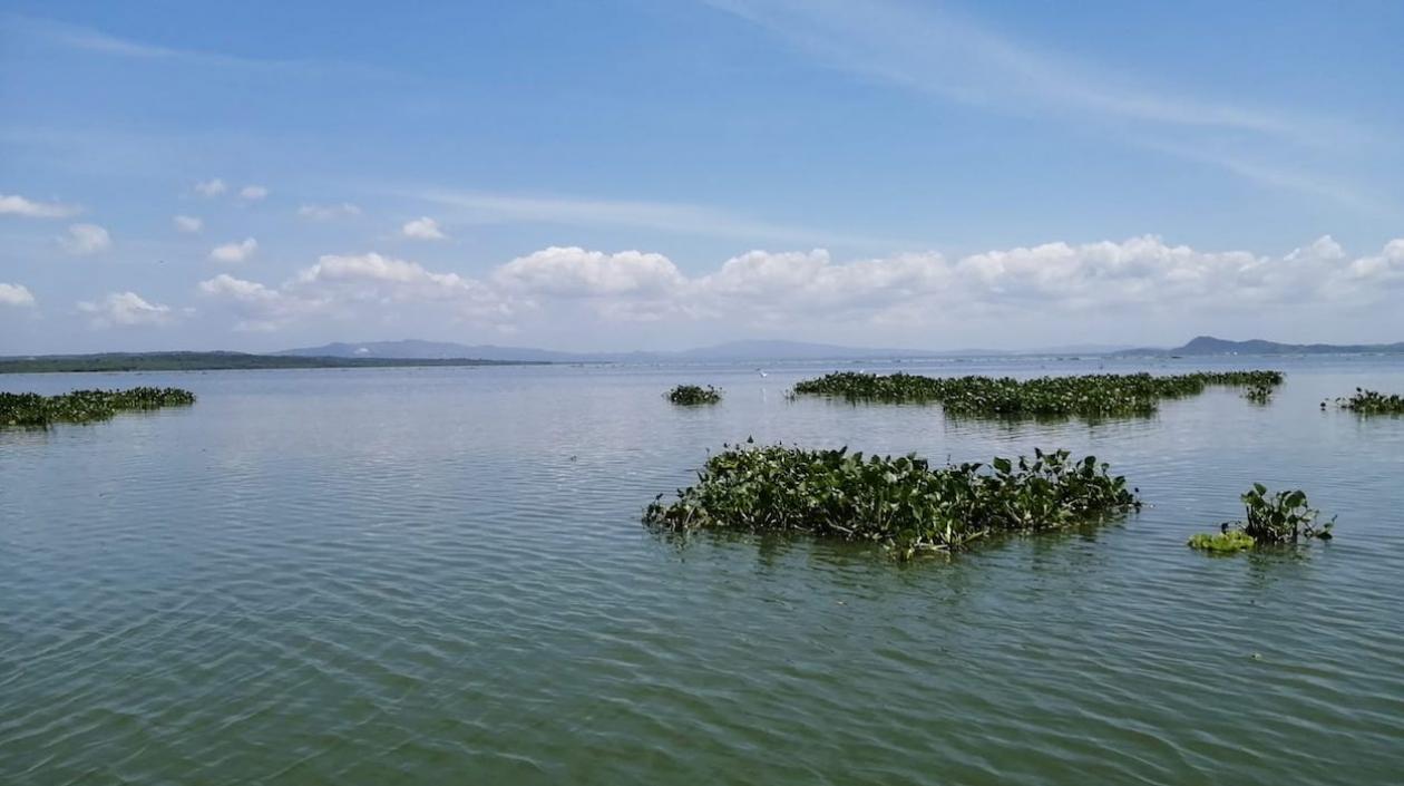 La tarulla invadiendo el embalse.