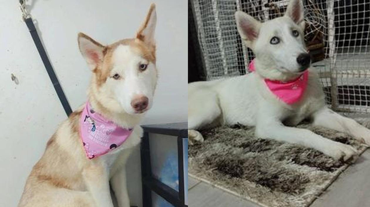 'Kira' y 'Linda' se perdieron en el barrio La Unión