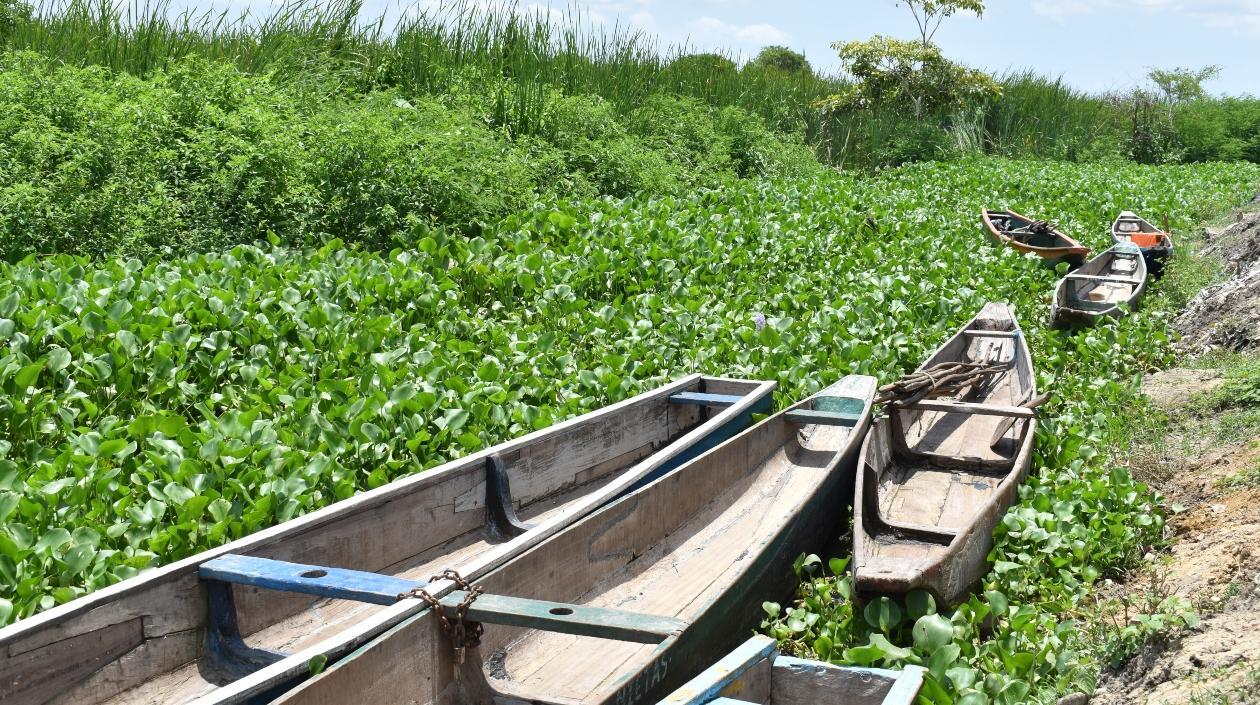 Un tapón de taruya rodea las canoas de pescadores de Mesolandia. 